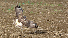 Mäusebussard_ (6).jpg